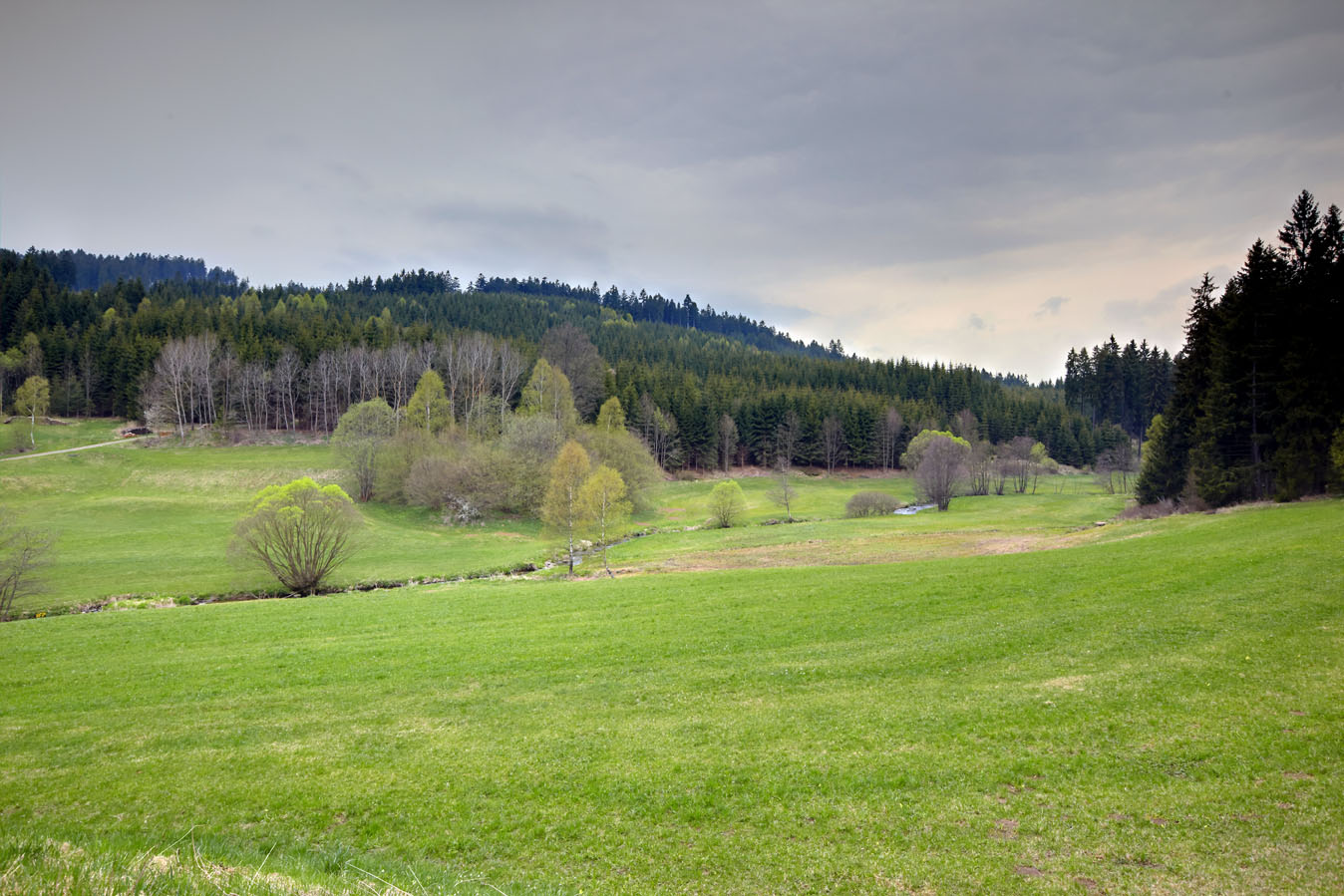Landschaft im Waldviertel mit Wiesen, Sträuchern und im Hintergrund ein Nadelwald.