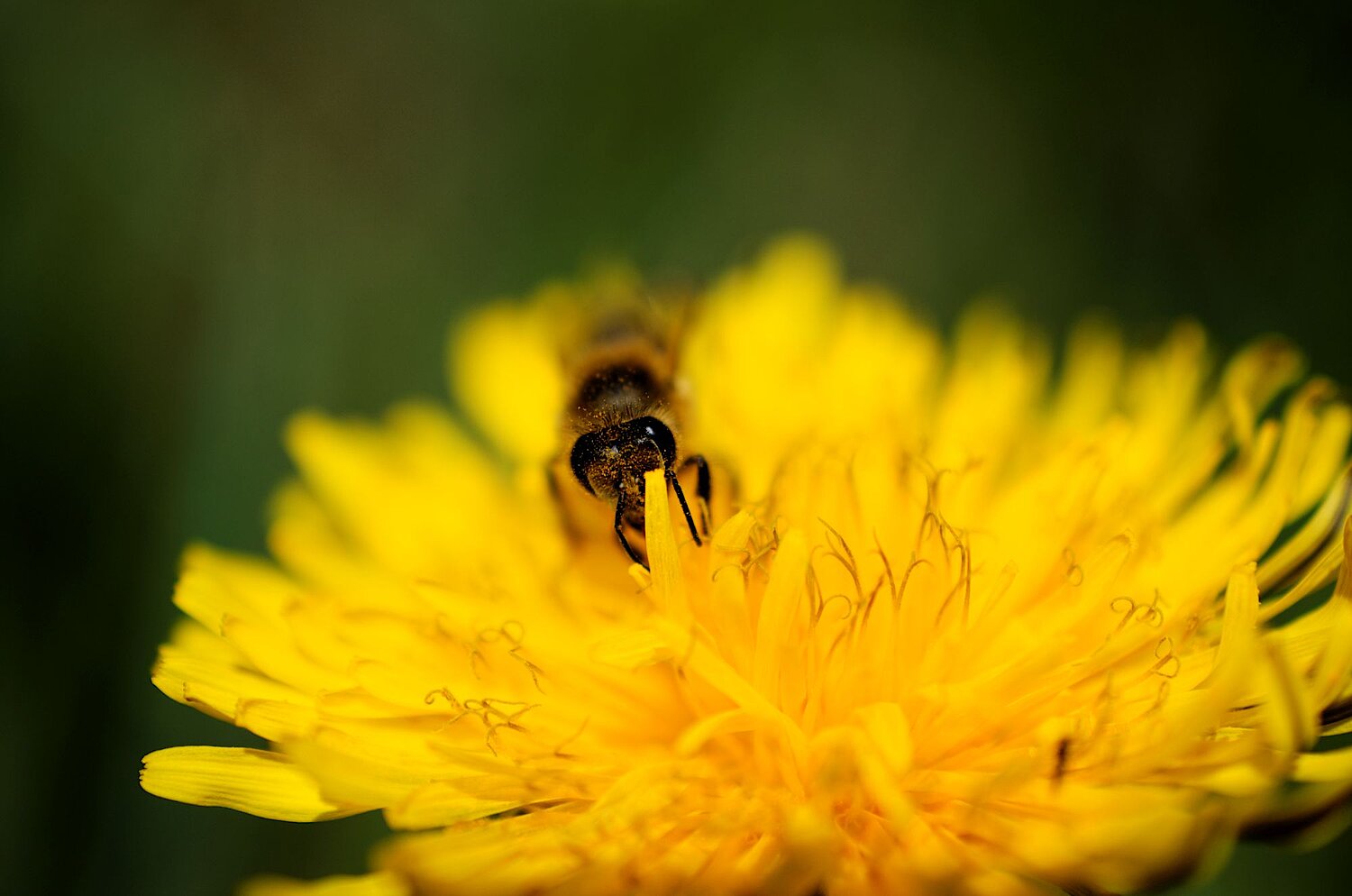 Biene auf Blüte