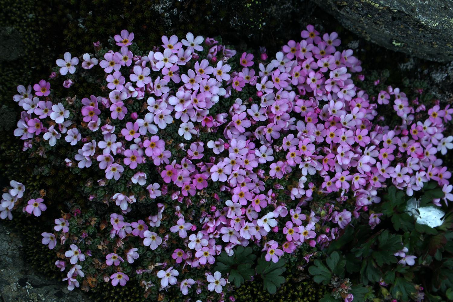 Alpen-Mannsschild (Androsace alpina)