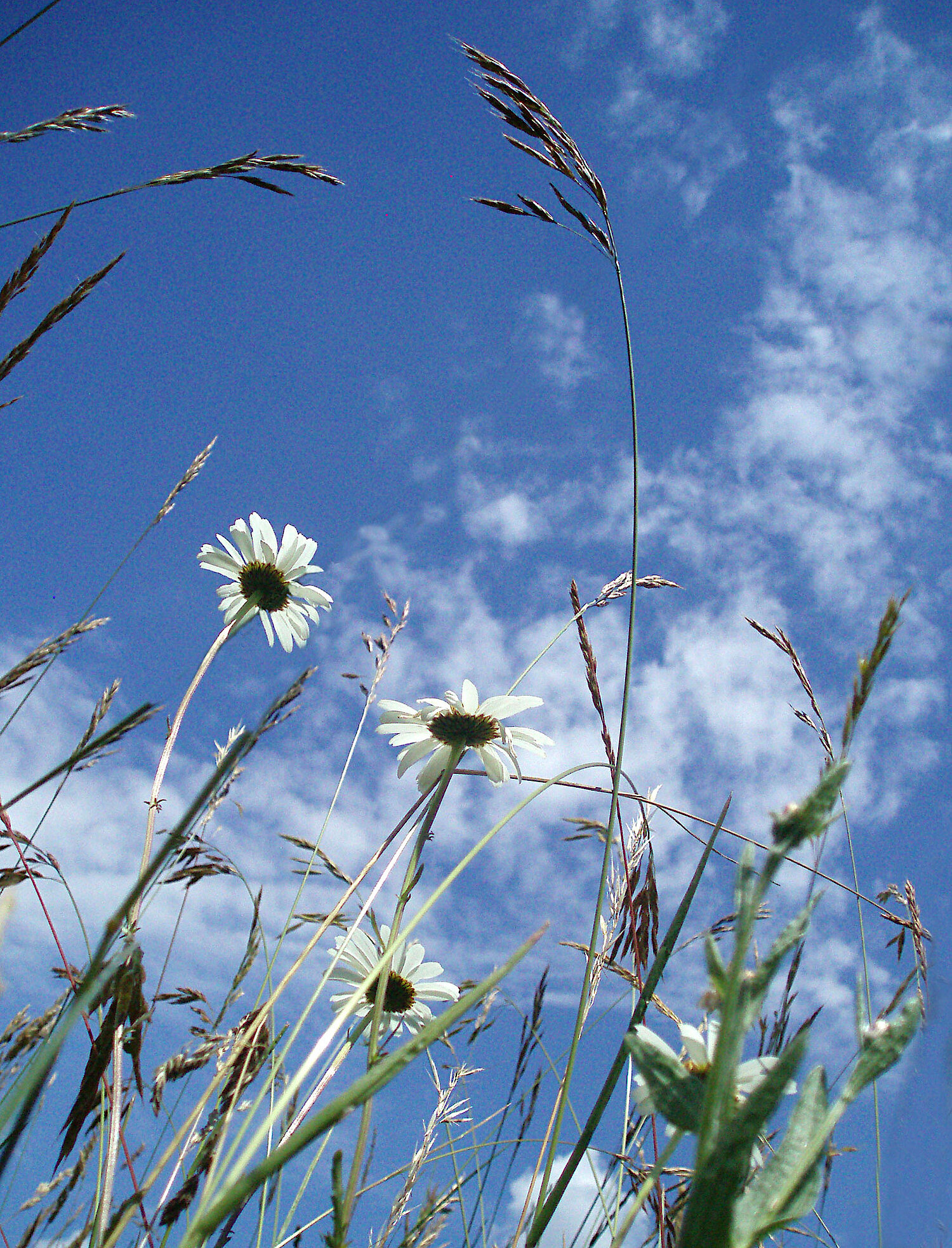 Foto Blumenwiese