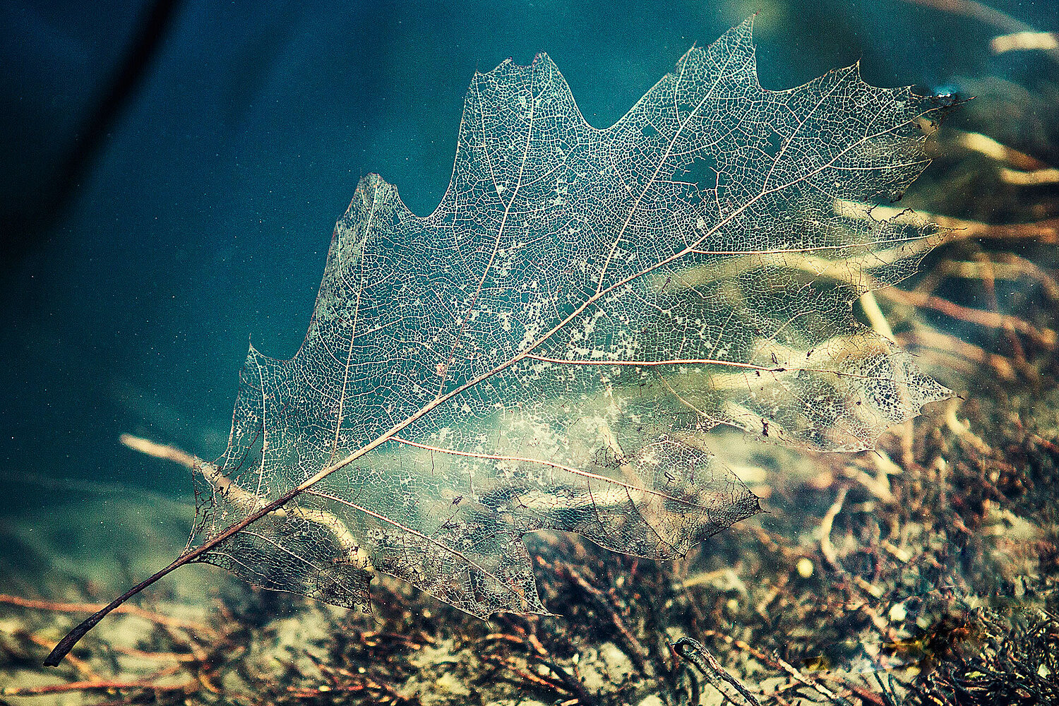 Foto Marzeriertes Blatt