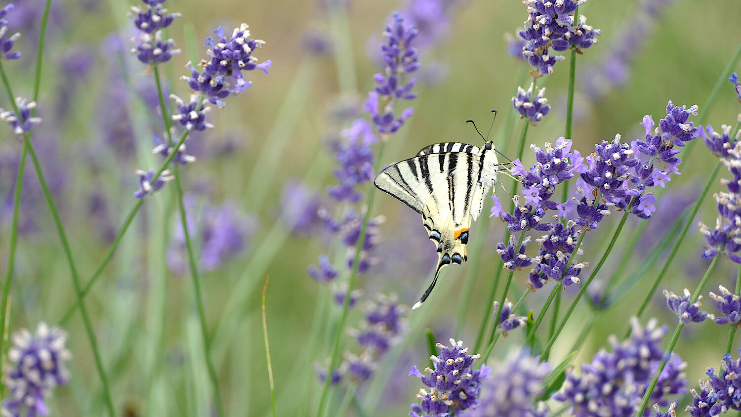 Foto Segelfalter auf Lavendel