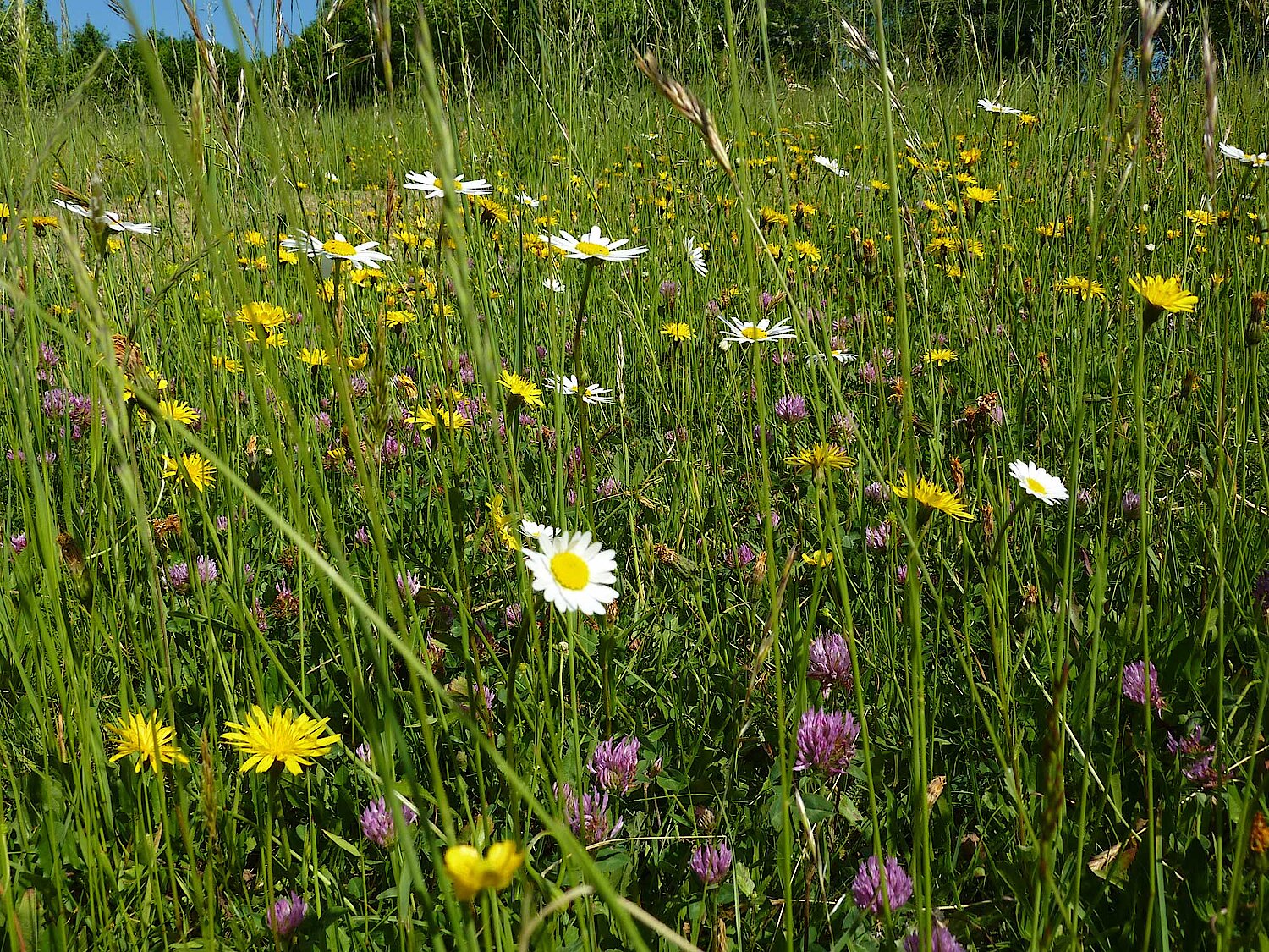 Foto Blumenwiese