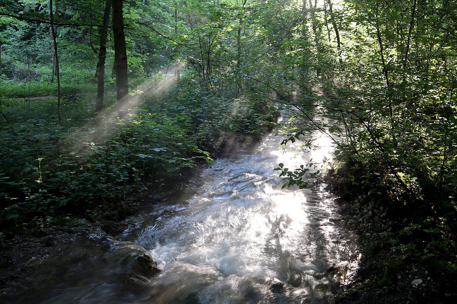 Foto Waldlichtung mit Bach