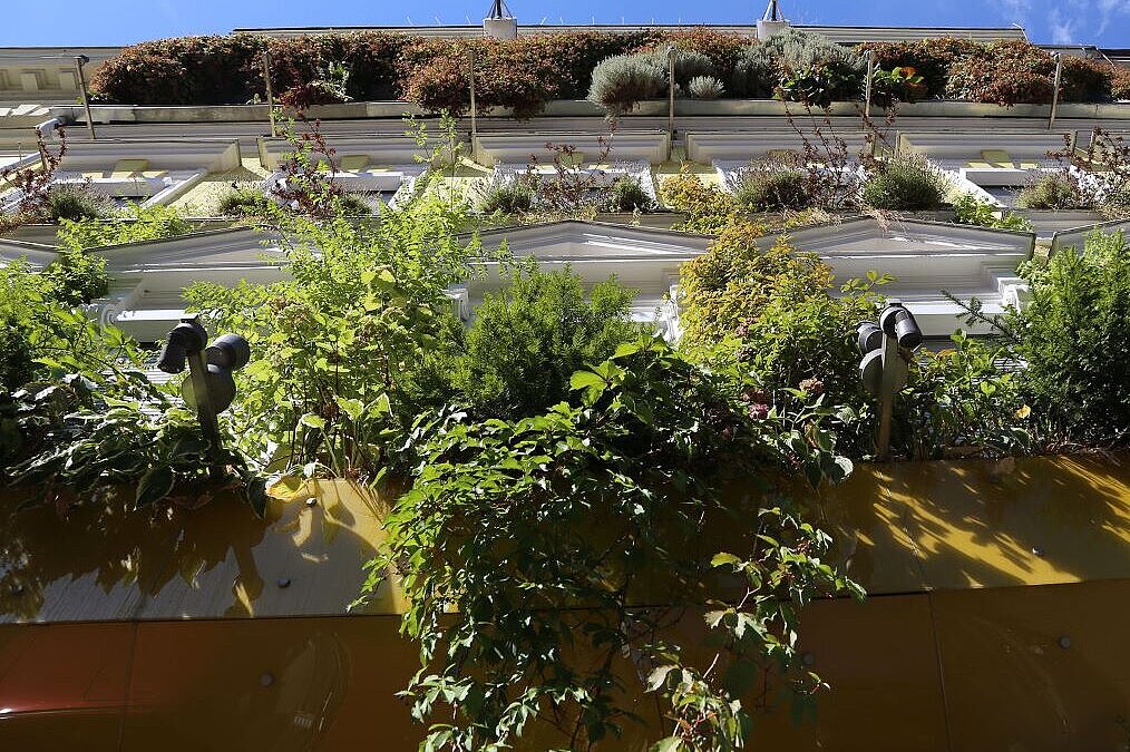 Haus mit begrünter Fassade