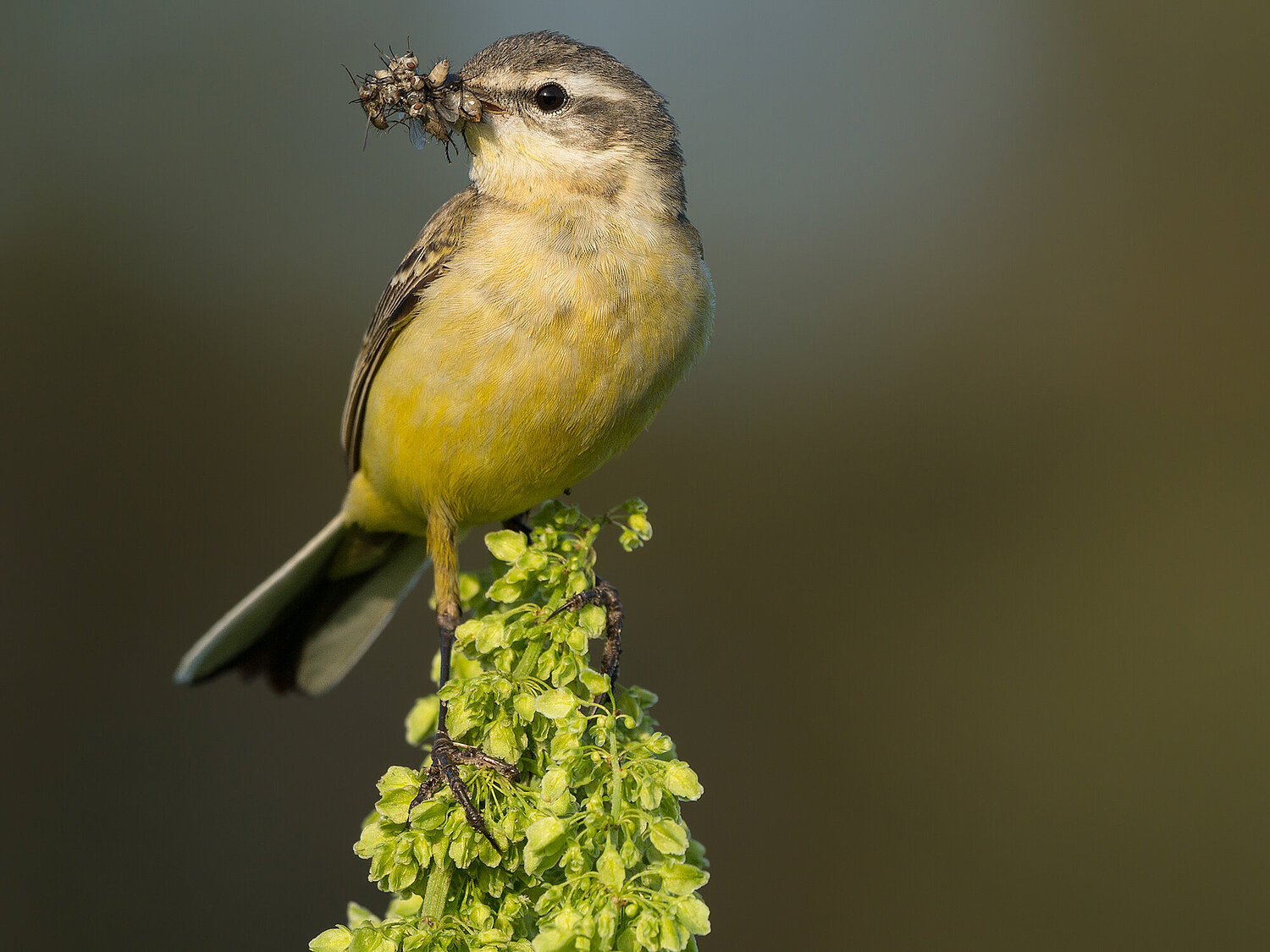 Foto Vogel frisst Insekten