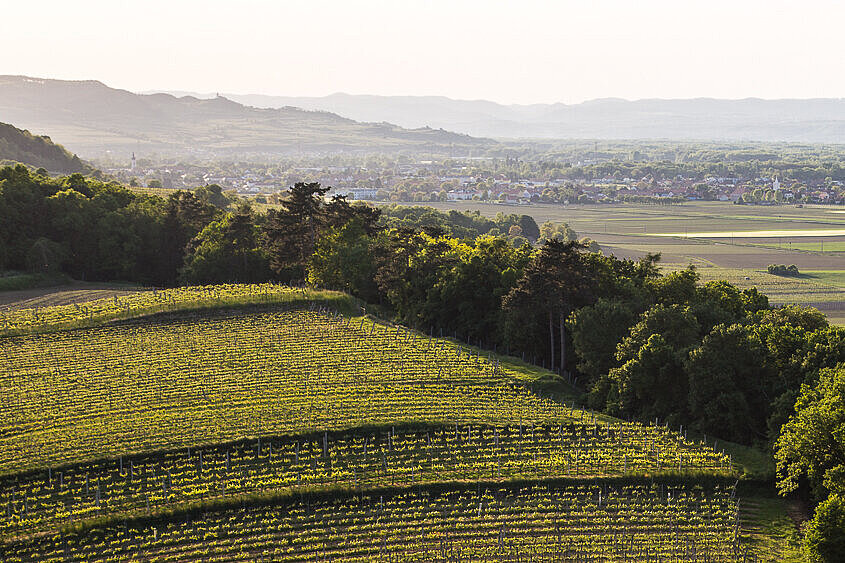 Foto Aussicht auf Kulturlandschaft Unteres Traisental