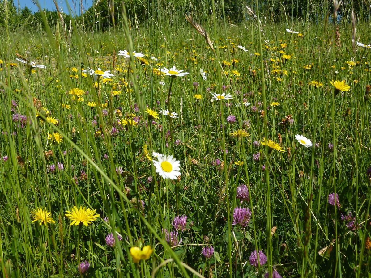 Foto Blumenwiese