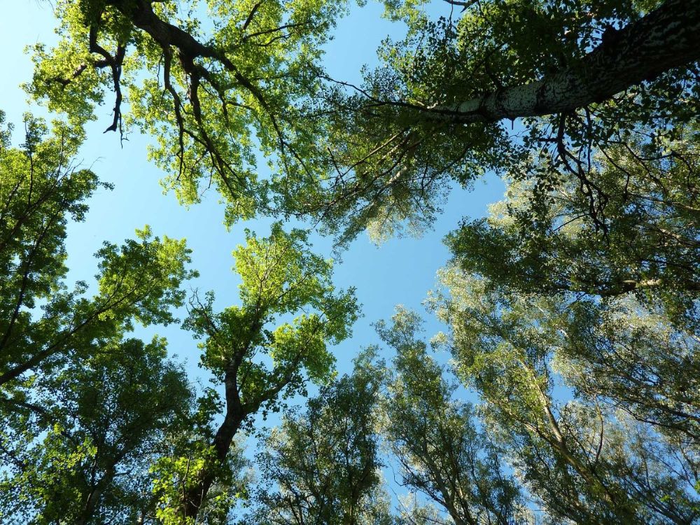 Foto Bäume im blauem Himmel