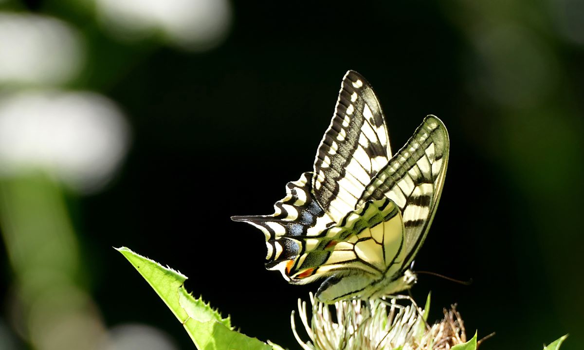 Foto Schwalbenschwanz (Schmetterling)