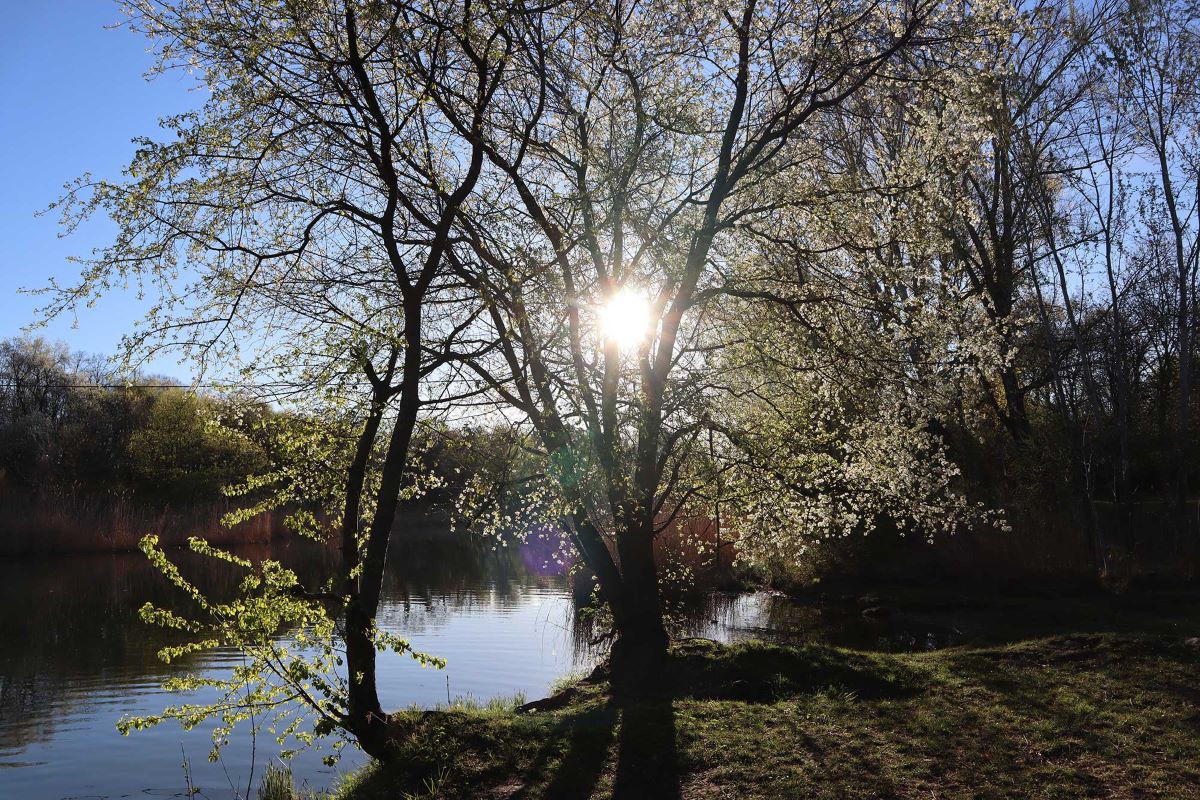 Sonne scheint durch die Krone eines Baumes im Frühling.