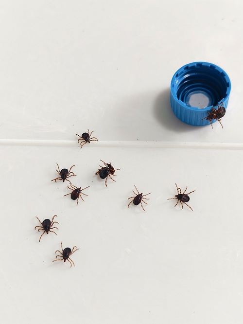 Die im Projekt untersuchten Hyalomma-Zecken besitzen eine überraschend hohe Kälteresistenz und haben auch unter österreichischen Klima-Bedingungen eine hohe Chance, den Winter zu überleben. Hyalomma-Zecken von etwa 5 Millimeter im Größenvergleich mit Flaschendeckel.