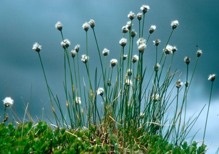 Wollgras Blüten