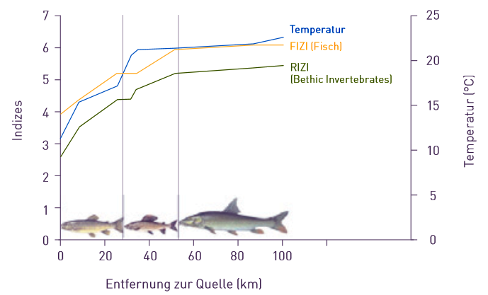 Im Flussverlauf verändern sich die Temperatur der Lafnitz und damit die Artenzusammensetzung. Ufervegetation hilft, die Wassertemperaturen bei Hitze niedrig zu halten. Darstellung Veränderung der Temperatur von Gewässer