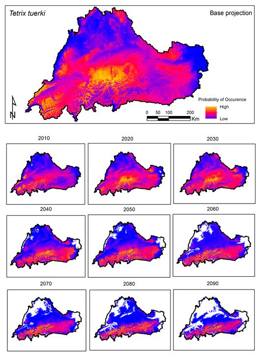 Derzeitige und zukünftige klimatische Vorkommenswahrscheinlichkeit (dargestellt für jede Dekade des 21. Jahrhunderts) von Türks Dornschrecke (Tetrix tuerki). Ein deutlicher Rückgang durch den Klimawandel (Klimaszenario A1B) ist ersichtlich. Die Ergebnisse zeigen vor allem dann einen deutlichen Rückgang der Populationen, wenn von starken klimatischen Veränderungen ausgegangen wird. Für einen wesentlichen Teil der untersuchten Arten ist sogar das Aussterberisiko bis Ende des 21. Jahrhunderts sehr hoch. 