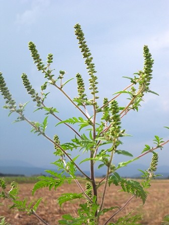 Ambrosia Ambrosia