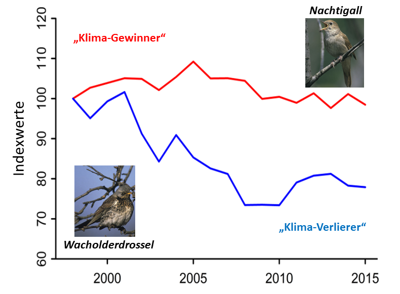 Zusammengesetzte Bestandstrends für „Klima-Gewinner“- und „Klima-Verlierer“-Vogelarten ohne den Kulturlandvögeln. Die Nachtigall ist ein Beispiel für eine Art aus der Gruppe der „Klima–Gewinner“, die in Österreich von der Klimaerwärmung profitiert, während die Wacholderdrossel als Mitglied der Verlierergruppe benachteiligt ist.