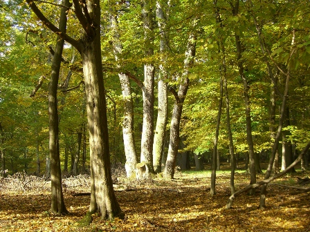 Sonniges Waldstück