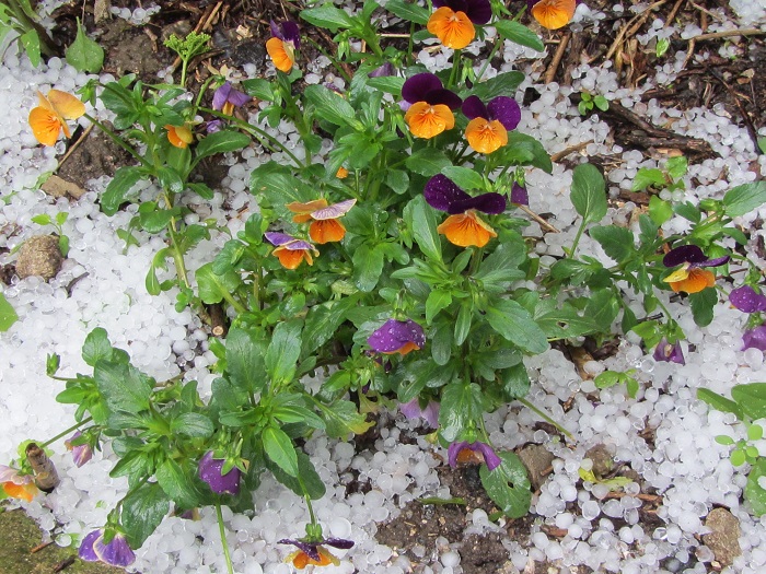 Stiefmütterchen im Hagel