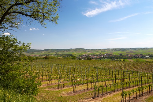 Weinberge im Pulkautal