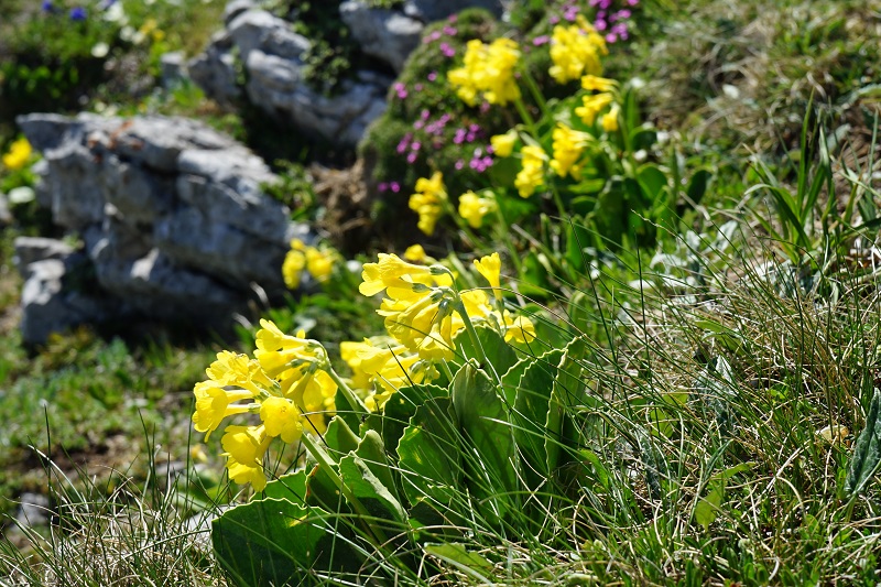 Alpenaurikel