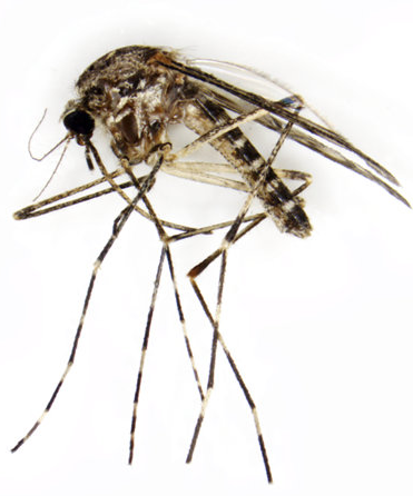 Culiseta annulata – eine einheimische sehr große Stechmücke, die aufgrund ihrer gestreiften Beine von Laien oft mit der Tigermücke verwechselt wird.
