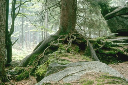 Baum mit Wurzeln