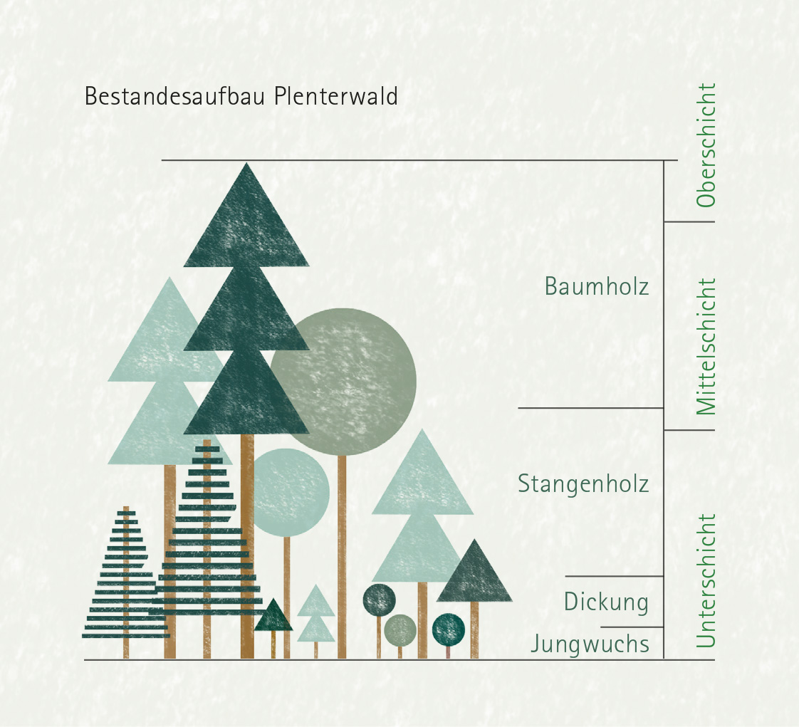 Bestandesaufbau im Plenterwald: Alle Altersklassen sind vertreten und bilden die Unterschicht, Mittelschicht und Oberschicht des Waldes.