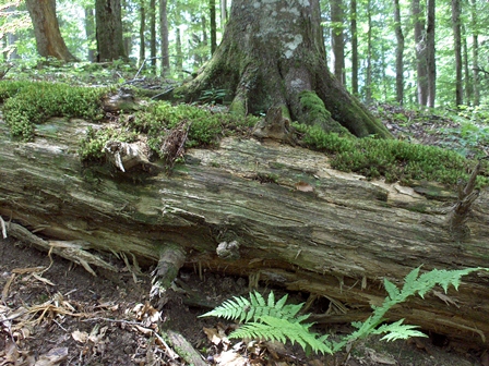 Totholz im Wald von Moos bewachsen