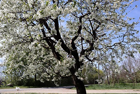 blühender Baum