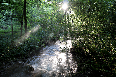 Lichtdurchfluteter Wald