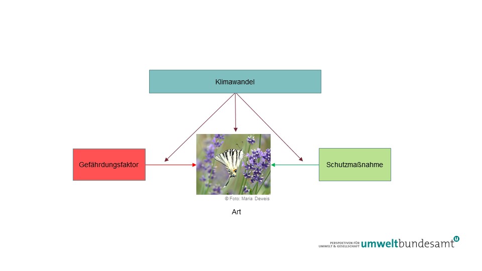 Die Abbildung zeigt, dass Klimawandel, Gefährdungsursachen und Schutzmaßnahmen auf eine Art (Fotobeispiel Schmetterling) einwirken.