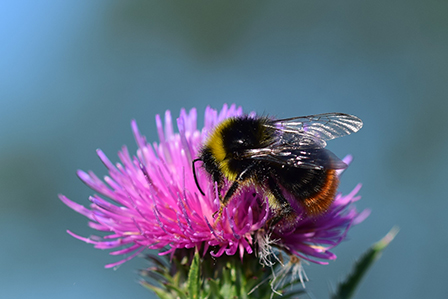 Wiesenhummel