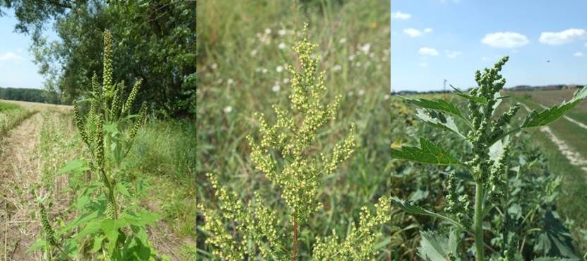 Foto links: Dreispaltiges Traubenkraut (Ambrosia trifida), stammt ursprünglich aus Nordamerika, nördlich des Ohio River (© S. Follak; Velky Osek, CZ, 28.07.2012). Foto mitte: Einjähriger Beifuß (Artemisa annua), stammt ursprünglich aus Ostasien (© Pavol Eliáš; Kameničná, SK, undated). Foto rechts: Rispenkraut (Iva xanthiifolia), stammt ursprünglich aus den Präriegebieten Nordamerikas (© S. Follak; Galanta, SK, 15.08.2012). Drei Fotos welche ein dreispaltiges Traubenkraut, einen einjährigen Beifuß und ein Rispenkraut darstellen