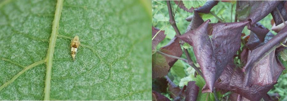 links: Überträger der Goldgelben Vergilbungskrankheit – Zikade; rechts: Schadbild bei Rotwein. Bei Weißwein verfärben sich die Blätter goldgelb zikade und schadbild bei Rotwein