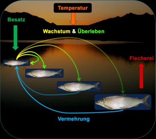 Darstellung des Einflusses höherer Temperaturen auf Fische der Voralpenseen für die Fischereiwirtschaft
